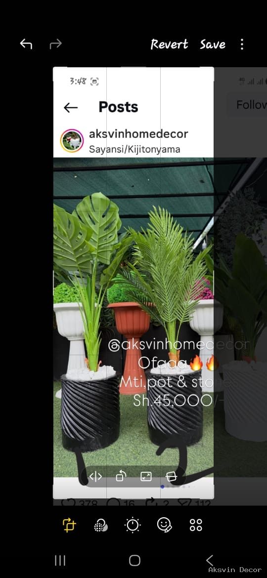 Palm +pot