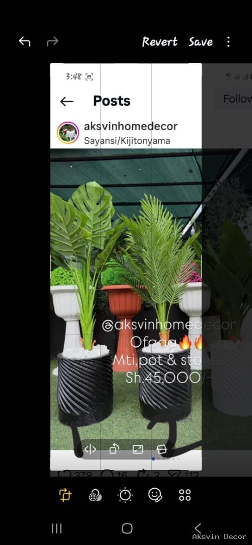 Monstera +pot